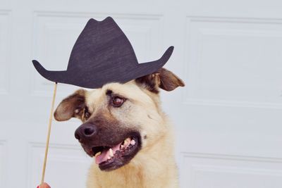 Close-up of dog looking away