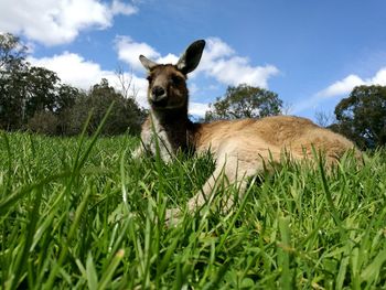 Cat on grassy field against sky