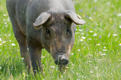 Portrait of horse grazing in field