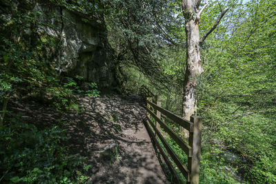 Trees in forest