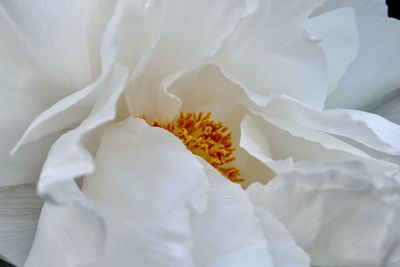 Macro shot of white rose flower