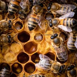 High angle view of bee on sea