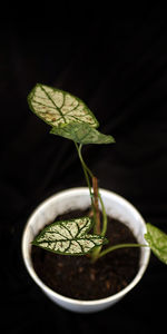 Close-up of fresh green leaves and plant against black background