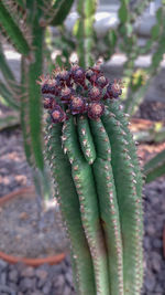 Close-up of succulent plant