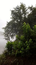 Low angle view of trees in forest against sky