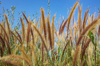 Close-up of stalks in field against clear sky