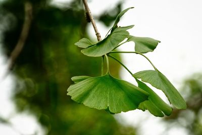 Close-up of green leaves on plant