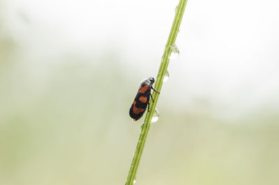 Close-up of ladybug on grass