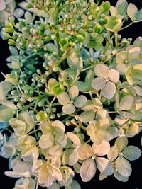 Close-up of white flowering plants