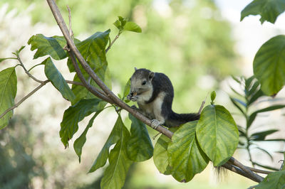 Close-up of bird perching on branch