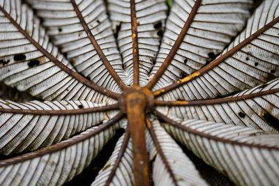 Close up of natural lines in nature, costa rica.