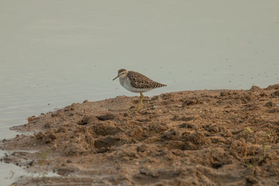 Bird perching on a rock