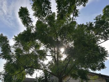 Low angle view of trees against sky