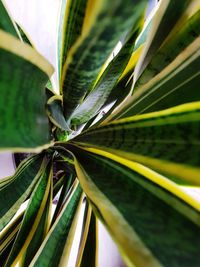 Close-up of plant