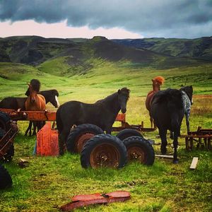 Horses sitting on field against mountains