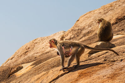 Monkeys with infant on rock against sky