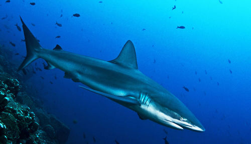 Close-up of fish swimming in sea