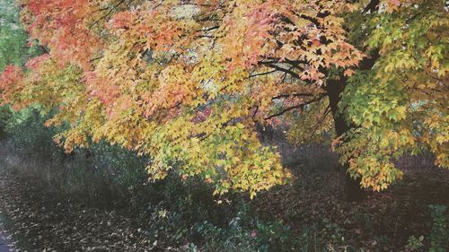 Trees growing in park during autumn