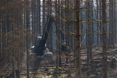 Bare trees in forest