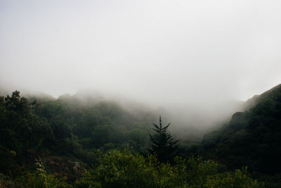 Trees in foggy weather