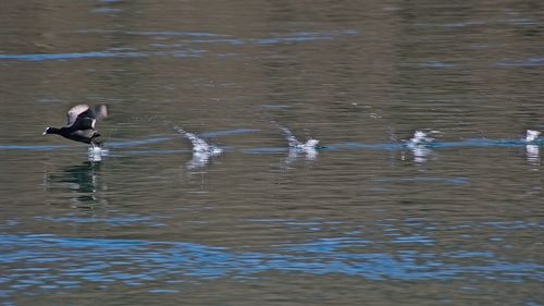 Birds flying over lake