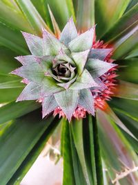 Close-up of flower