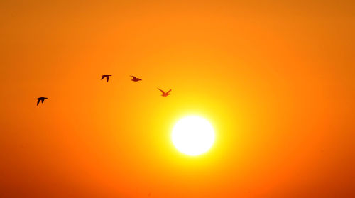 Silhouette birds flying against orange sky