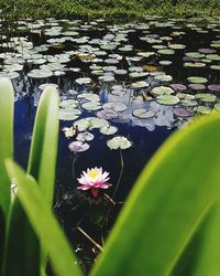 Close-up of purple water lily in lake