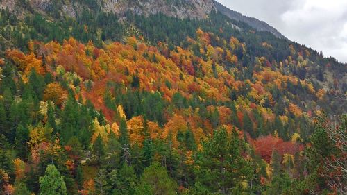 Scenic view of trees against sky