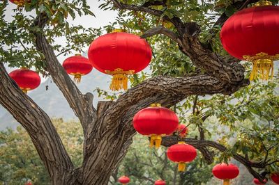 Low angle view of lanterns hanging on tree