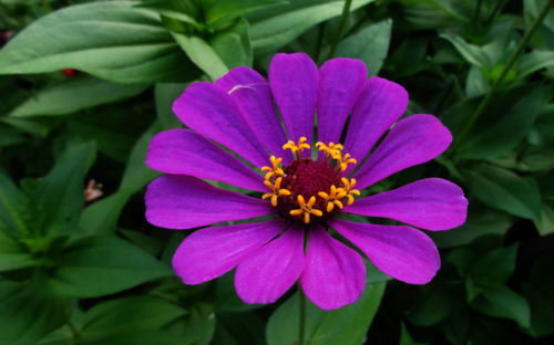 Close-up of pink flower