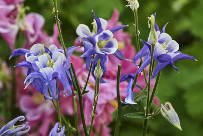 Close-up of purple flowering plant