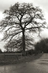 Bare trees on landscape