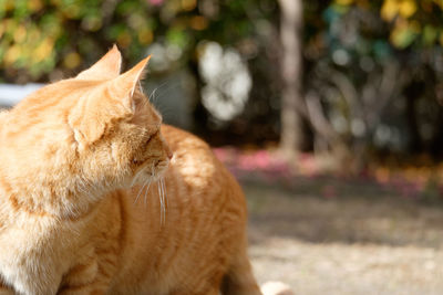 Close-up of cat on sunny day