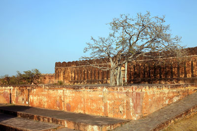 Bare tree outside jaigarh fort against clear sky