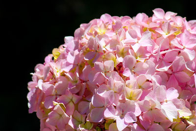 Close-up of pink flowers