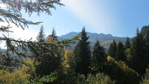 Scenic view of forest against sky