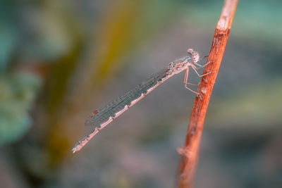 Close-up of insect on twig