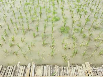 High angle view of plants on field