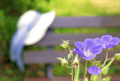 Close-up of purple flowering plant on field