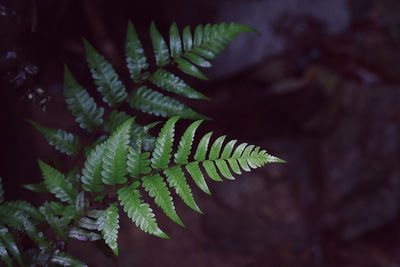 Close-up of fern