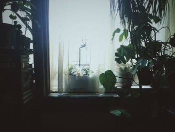 Potted plants on window sill