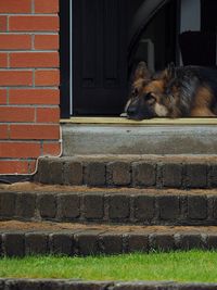 Dog relaxing on brick wall