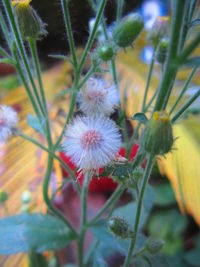 Close-up of flowers