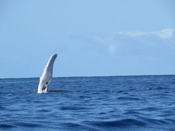 Humpback whale swimming in sea against blue sky