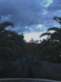 Trees against sky