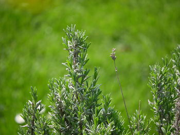 Close-up of butterfly pollinating on flower