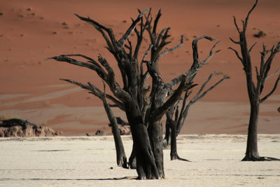 Bare tree on sand at beach against sky during sunset