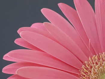 Close-up of pink flower against black background