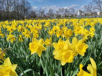 Close-up of yellow flowers on field
